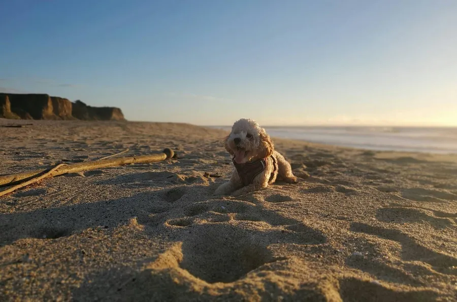 Dog playing with a ball on a sunny beach day