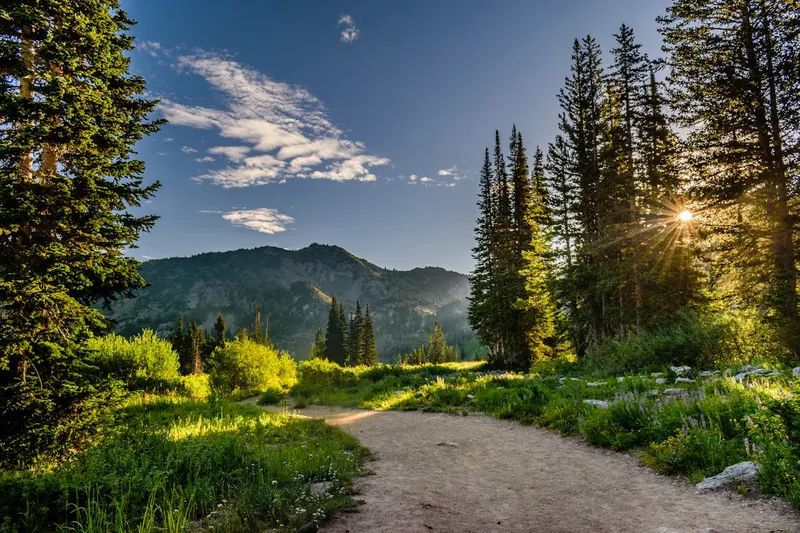 Green pine trees near mountains under a blue sky in Salt Lake City, Utah