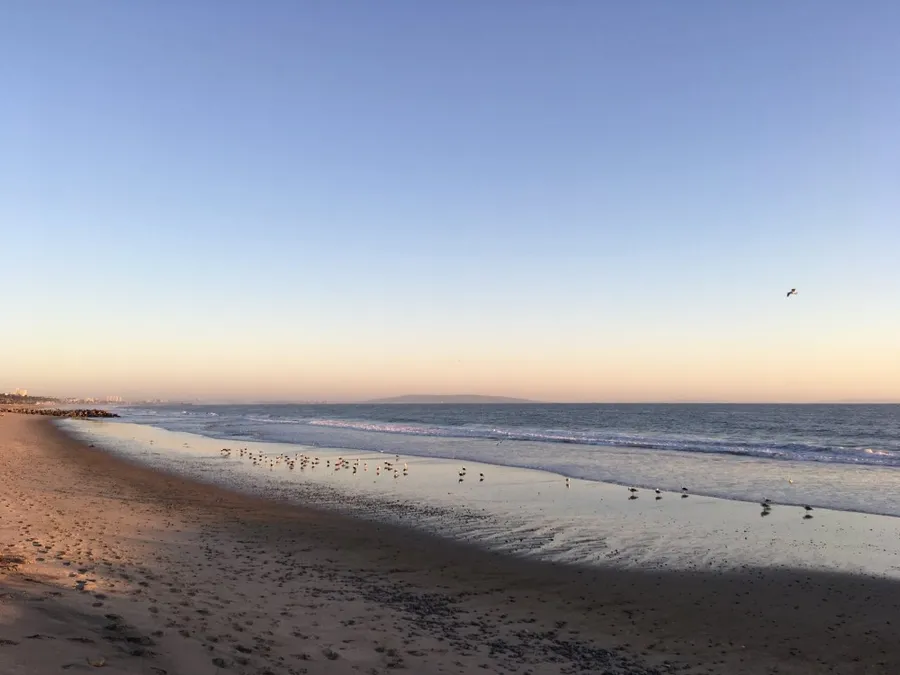 A sandy beach with birds and a still sea at Pacific Palisades in Santa Monica, California.