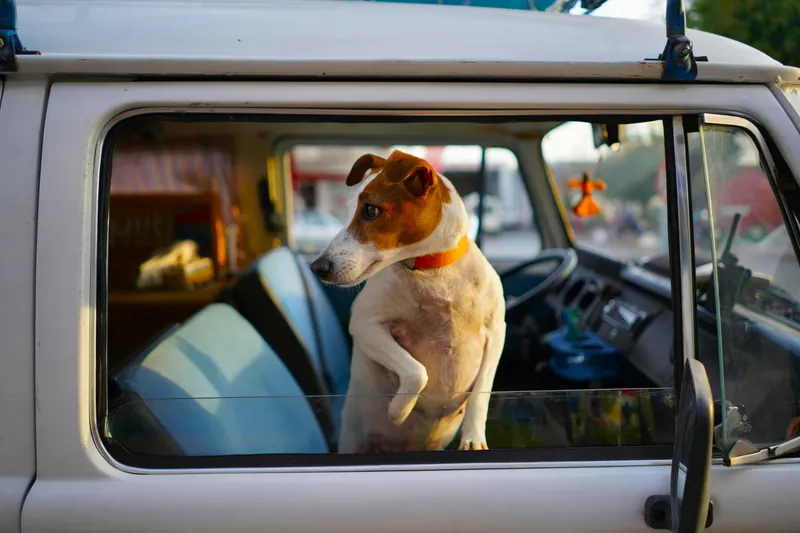 White and brown dog looking out the window of an RV.