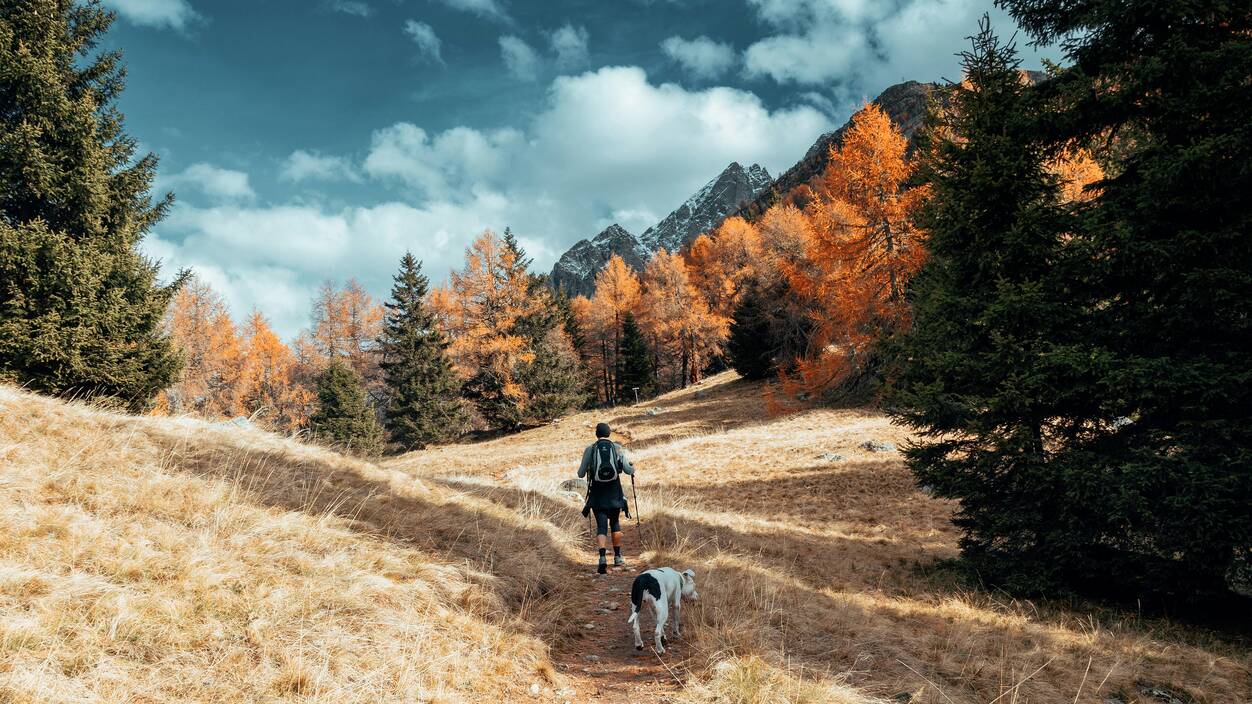 Hiking with a dog on a sunny day