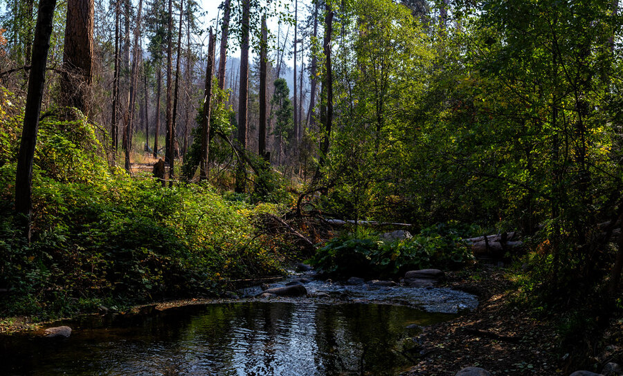 A creek and dense, green forestry at Sierra National Forest, California.